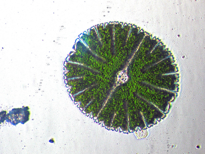 Illuminazione obliqua